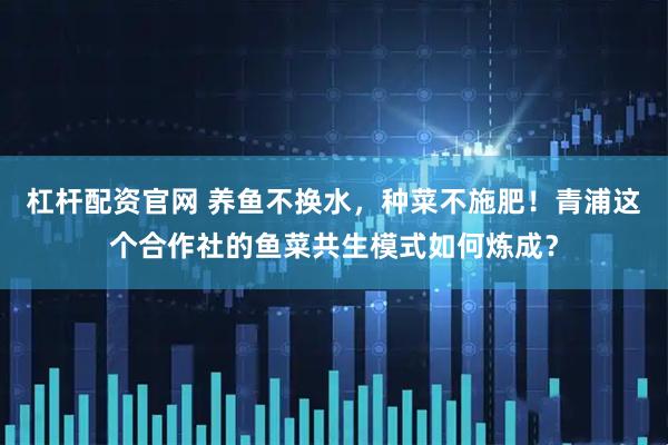 杠杆配资官网 养鱼不换水，种菜不施肥！青浦这个合作社的鱼菜共生模式如何炼成？